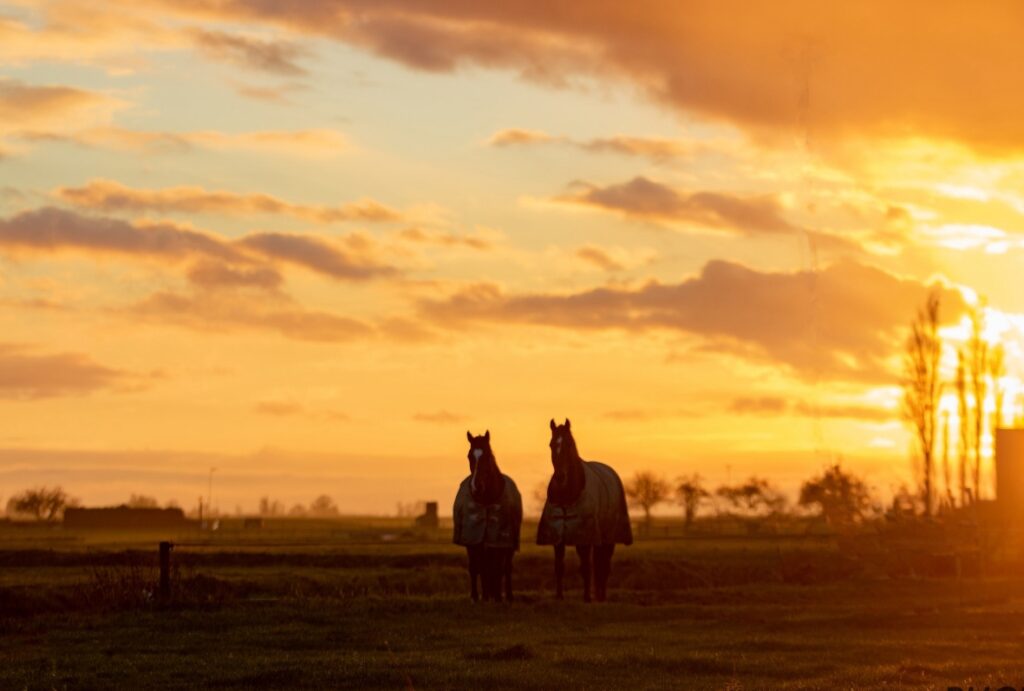 Een gespannen paard leert niets…